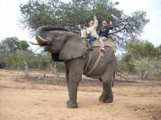 Arriba del elefante